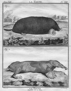 Krtek a Krtek svlečený z kůže, c1763.