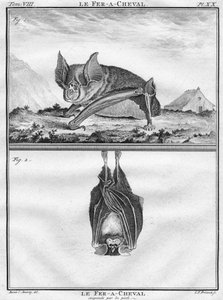Le Fer-A-Cheval a Le Fer-A-Cheval zavěšen na nohou, c1763.