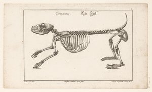 Kostra ježka Erinaceus / Ein Egel (název na objektu) Unterschiedliche Sceleta nebo Bone-Cörper (název série) od Christian Hallbaur