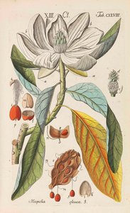 Botanická příručka, 1808. od Christian Schkuhr