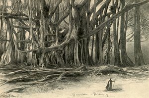 Obří stromy v Buitenzorg, Jáva, 1898.