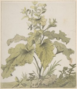 Studie rostliny od Christian Wilhelm Ernst Dietrich