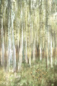 Kouzelný březový les od Christina Sillen