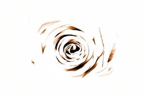Elegantní Sepia Rose od Christina Sillen