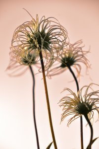 Éterické botanické tvary od Christina Sillen