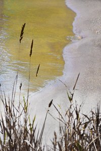 Golden Shore Reeds od Christina Sillen