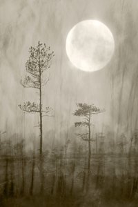 Kniha Misty Moon Over od Christina Sillen
