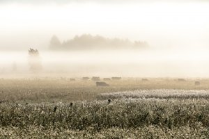 Krávy v mlhavém ránu od Christina Sillen