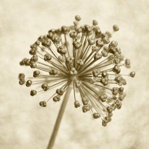 Sepia Allium Sphere od Christina Sillen