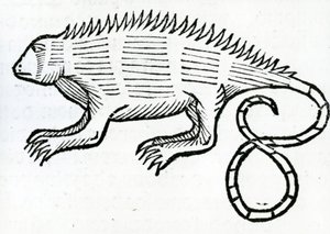 Leguán z „Obecné historie Indie“ 1547