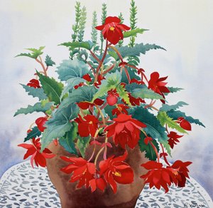 Begonia (akvarel na papíře) od Christopher Ryland