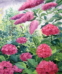 Zahradní hortenzie a Buddleia (akvarel na papíře)