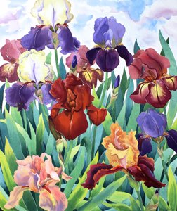 Glemsford Irises od Christopher Ryland