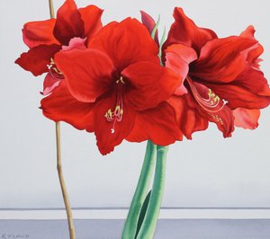 Red Amaryllis (akvarel na papíře)