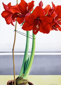 Red Amaryllis 2 (akvarel na papíře) od Christopher Ryland