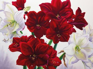 Červená a bílá Amaryllis, 2008 (wc na papíře) od Christopher Ryland
