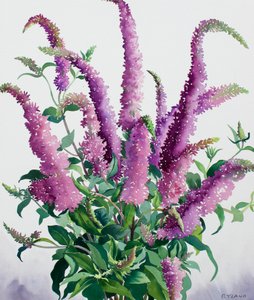 Divoká Buddleia od Christopher Ryland