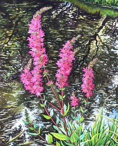 Wild Loosestrife (akvarel na papíře) od Christopher Ryland