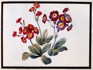 Auricula, c. 1690 kvaš na papíře.