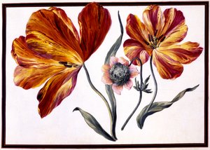 Tulipány a sasanka, kolem roku 1690
