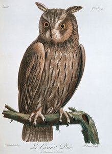 Le Grand Duc", výr, 1799-1808 od Claude Fessard