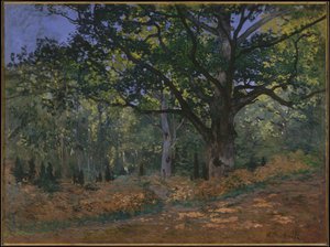 Bodmer Oak, Fontainebleau Forest, 1865 od Claude Monet