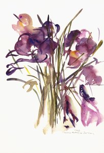 Crocus, 2003 (akvarel)