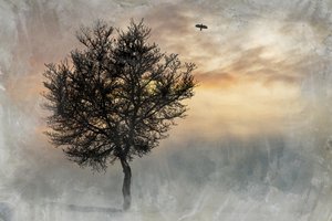 Dramatický osamělý strom od Codruta Georgescu