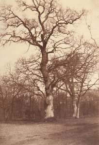 Studie stromů, Bois de Boulogne
