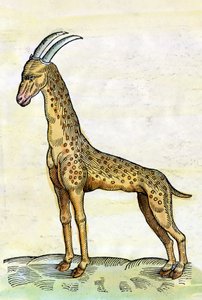 Žirafa. v Historia Animalium od Conrada Gesnera (1516 - 1565) (miniatura)