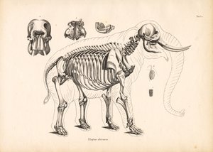 Anatomie kostry slona afrického