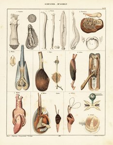 Anatomie mlžů. ,1841 (litografie) od Conrad Kull
