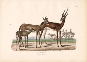 Arabský přímorožec v polopoušti od Conrad Kull