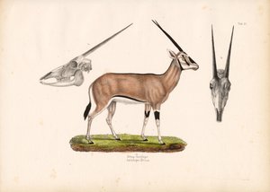 Beisa Oryx s pohledy na lebku