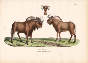 Černý pakůň s detailem hlavy od Conrad Kull