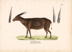 Antilopa ploskonosá od Conrad Kull