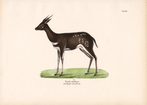 Antilopa lesní od Conrad Kull