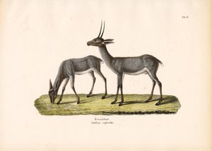 Grey Rhebok