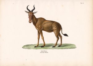 Hartebeest od Conrad Kull