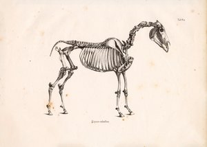 Kostra koně od Conrad Kull