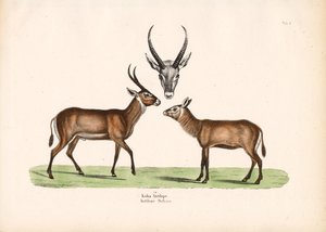 Antilopa Koba od Conrad Kull