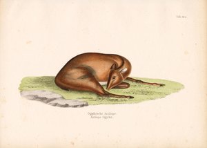 Potápěč Ogilbyho v klidové poloze od Conrad Kull