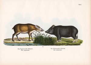 Papuánské prase a siamské prase