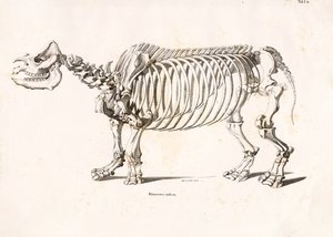 Kostra nosorožce indického