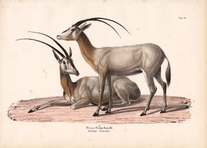 Bílý oryx