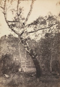Studie břízy, Barbizon, 1860-1870.