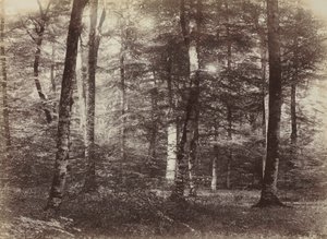 Bez názvu (Les Fontainebleau)