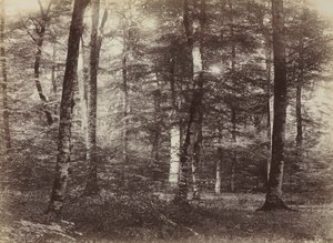 Bez názvu The Forest of Fontainbleau, c. 1874.