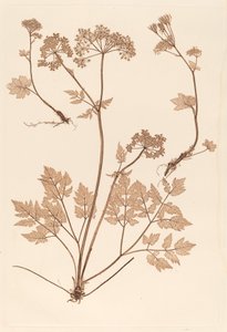 Chaerophyllum hirsistum od Constetin von Ettinghausen and Alois Pokorny
