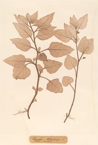 Physalis Alkekengi od Constetin von Ettinghausen and Alois Pokorny